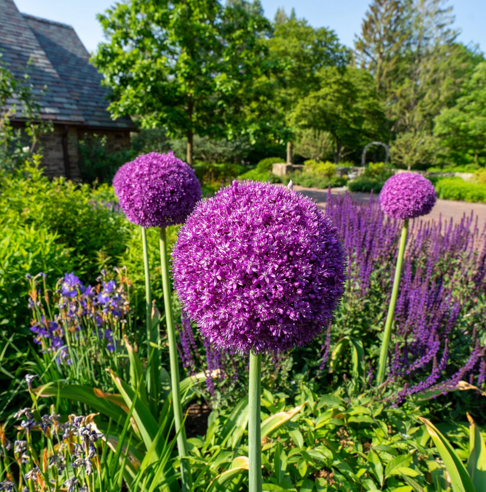 Purple allium flowers blooming in a garden.