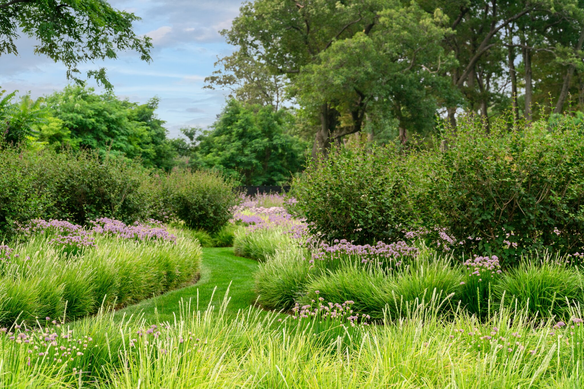 Lush garden with purple flowers and green path.