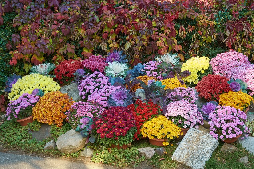 Colorful chrysanthemums in garden setting.