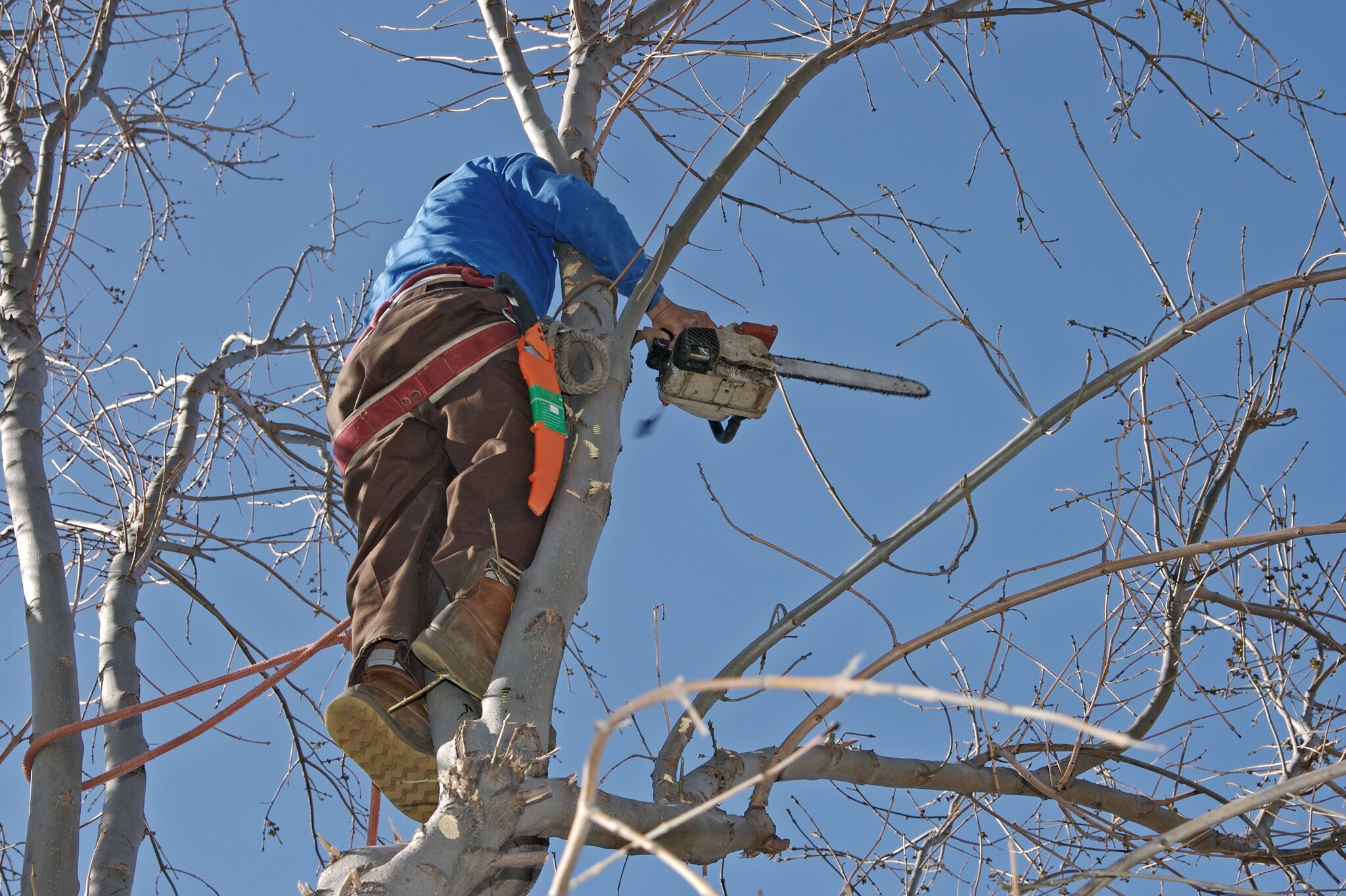Arborist trimming tree branches with chainsaw.