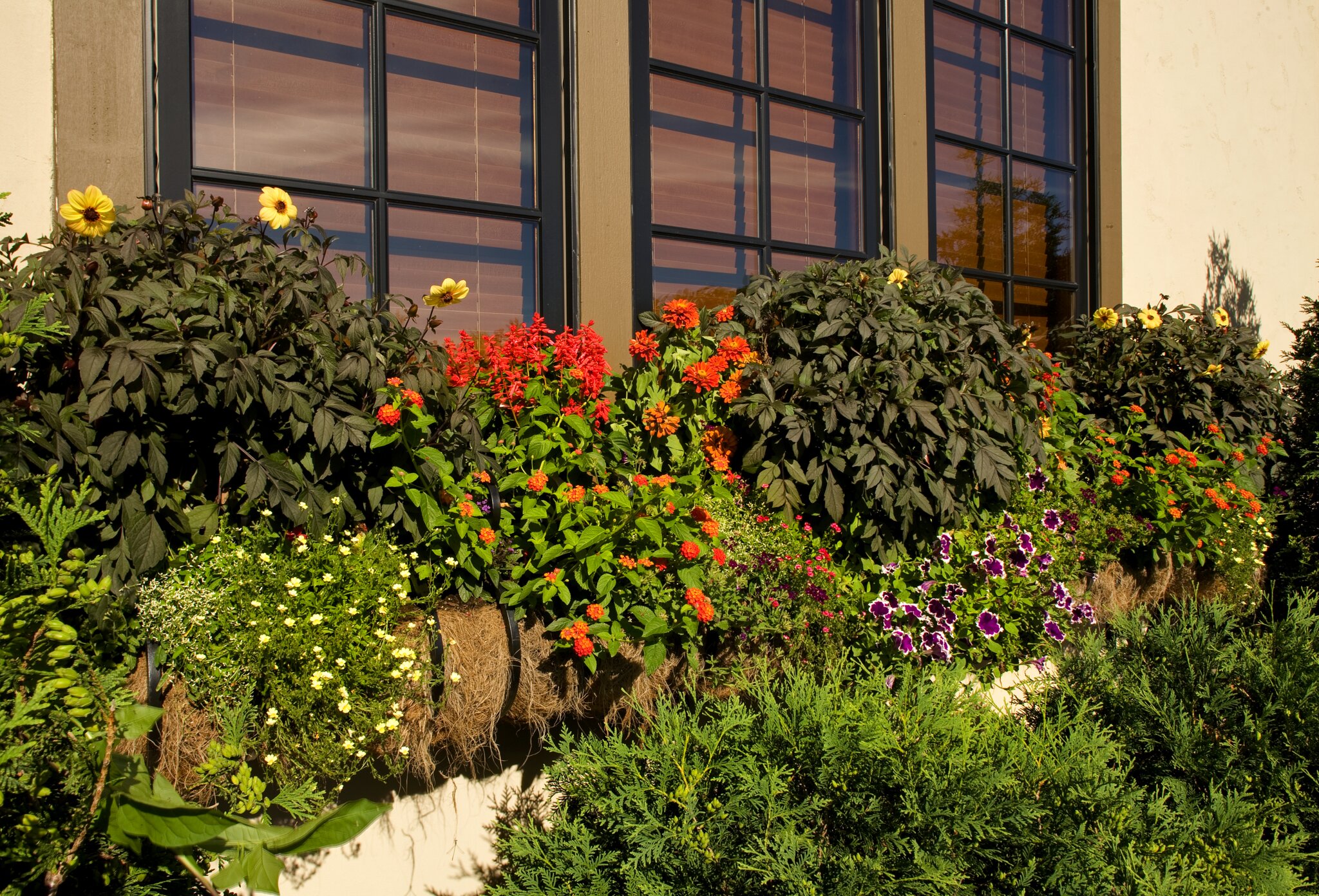 Colorful flowers in front of windows