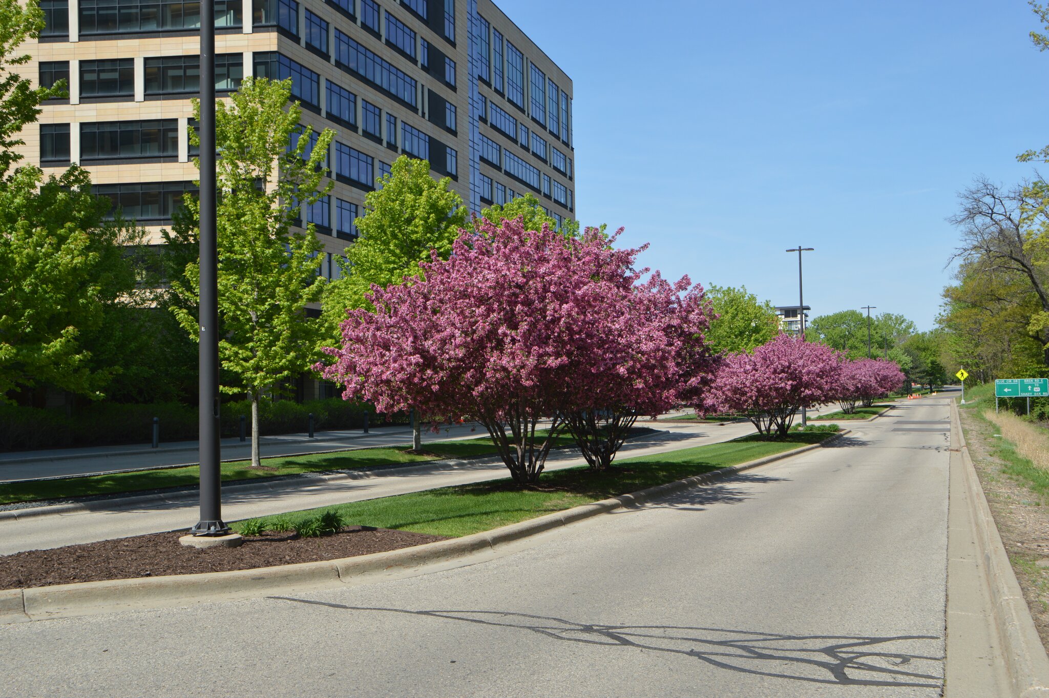 Pink blossoming trees beside building and road