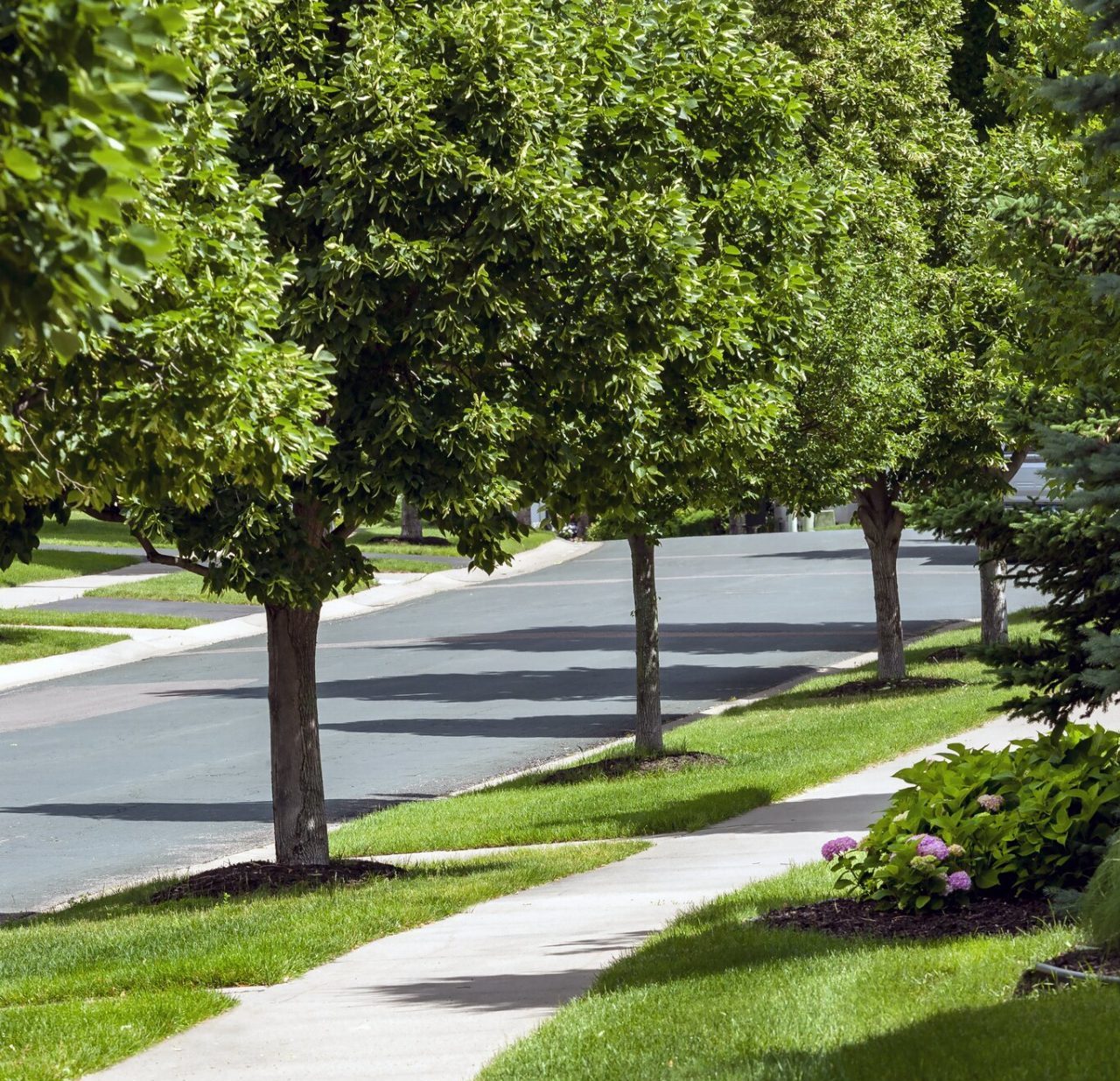 Tree-lined suburban street with lush green grass.