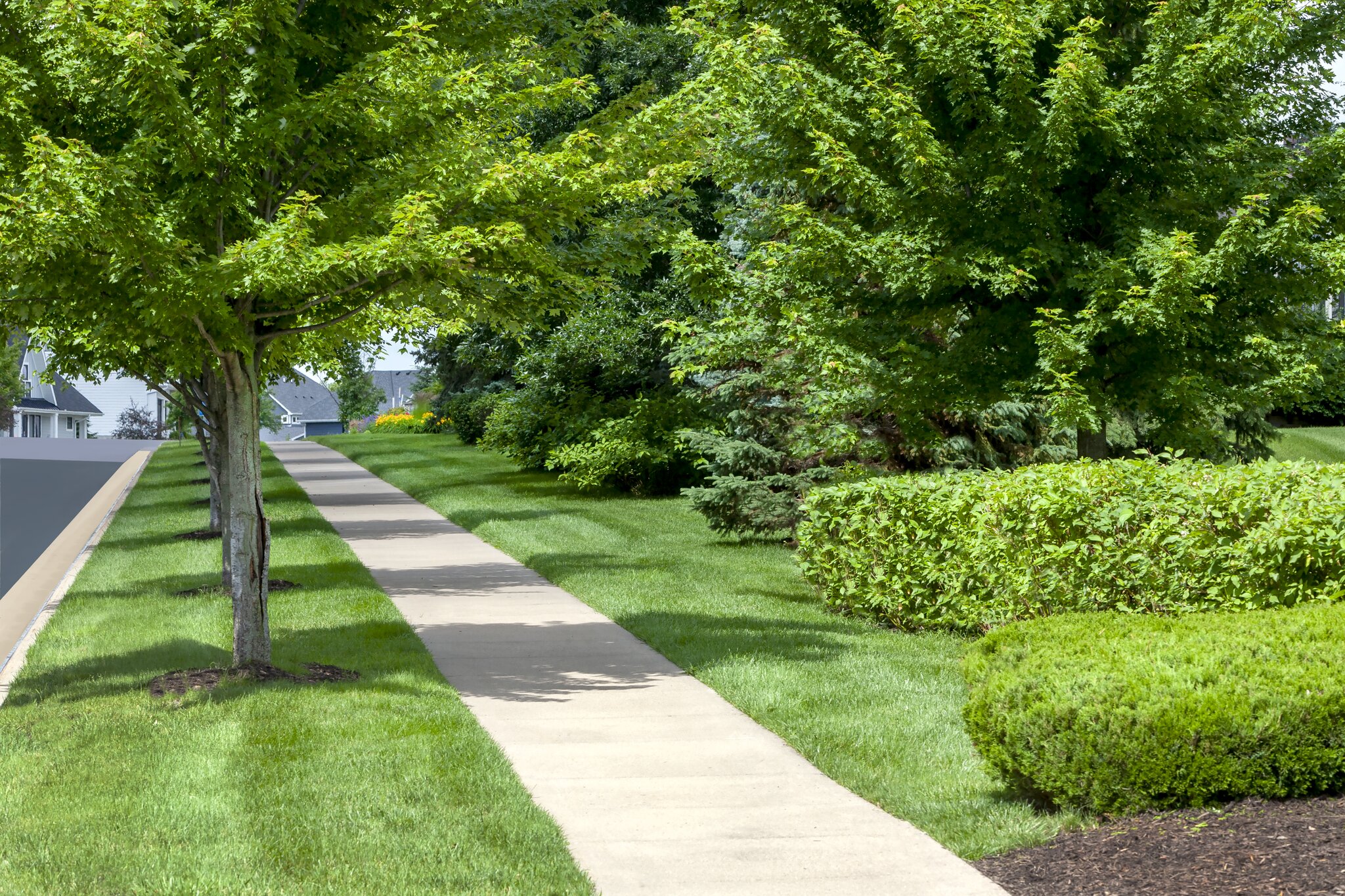 Sunny suburban sidewalk with green trees and grass.