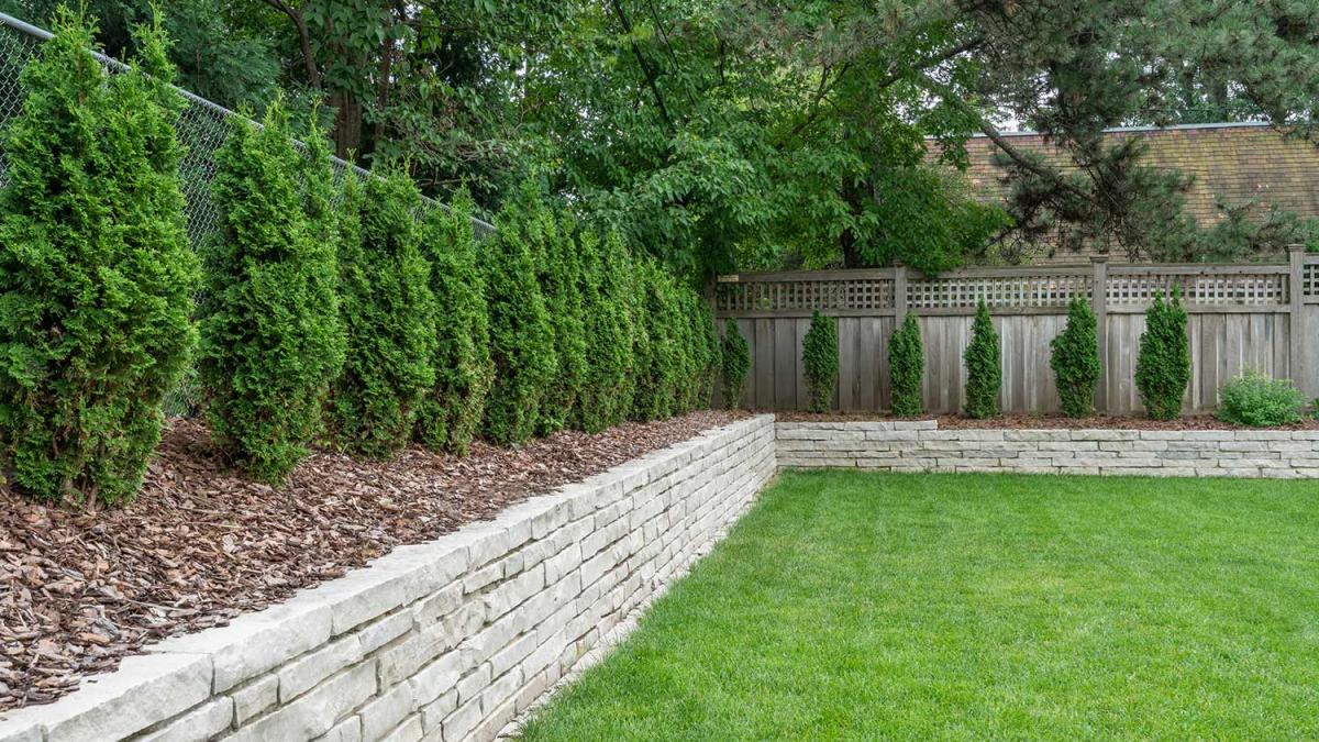 Lush greenery behind wooden fence in backyard.