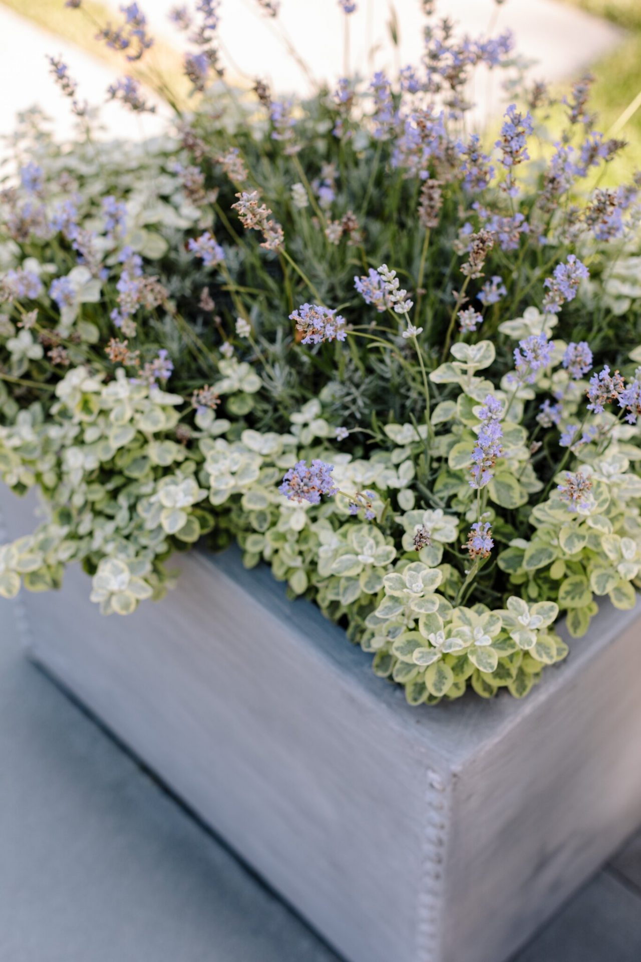 Potted lavender and oregano plants in a gray planter.