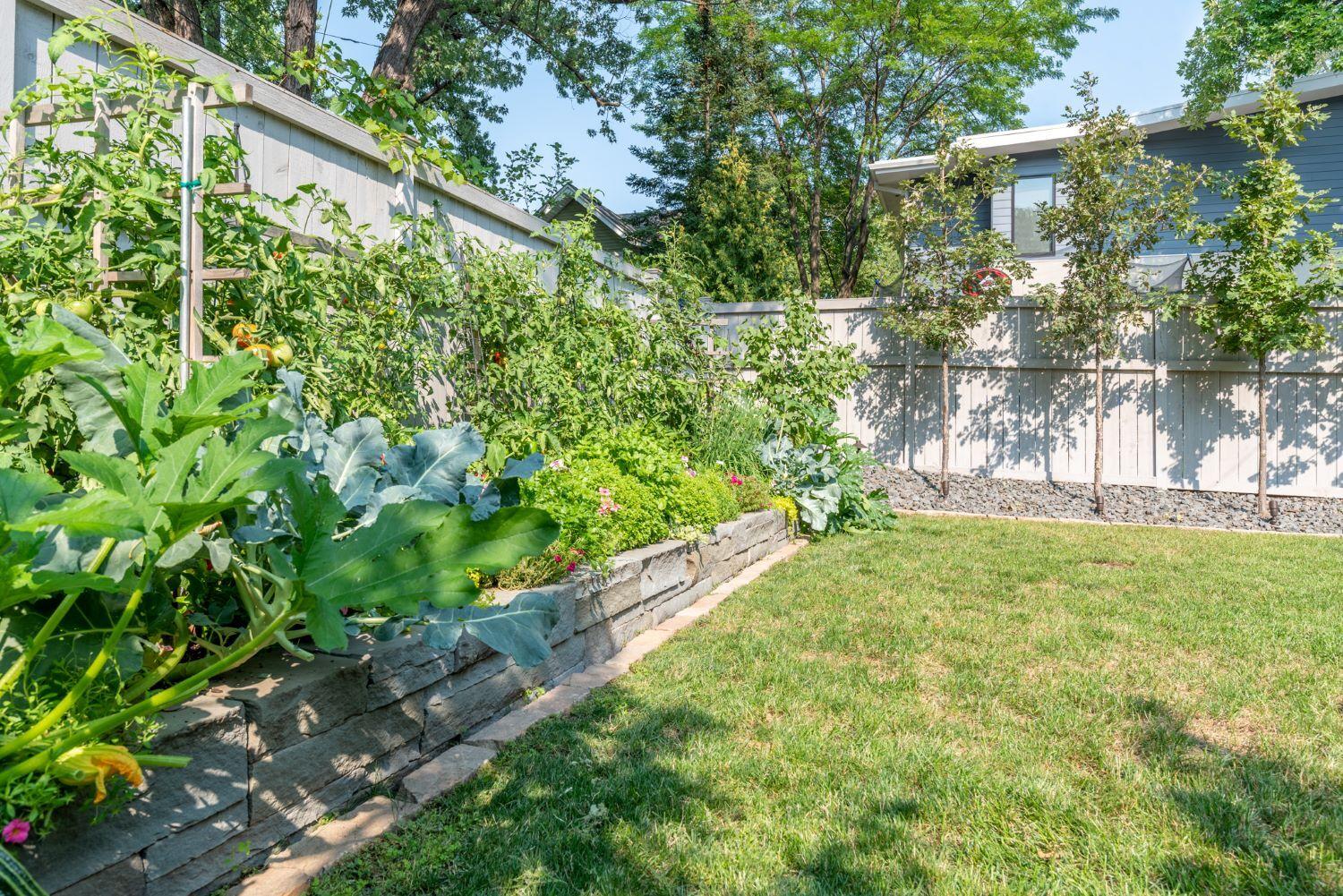 Backyard vegetable garden with lush plants and trees.