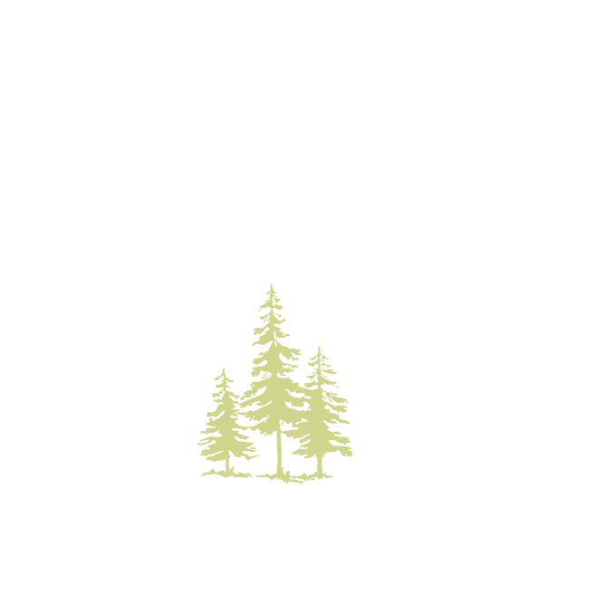 Vector illustration of pine trees silhouette