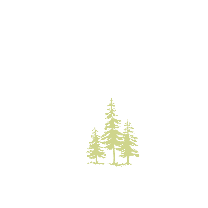 Illustration of pine trees on white background.