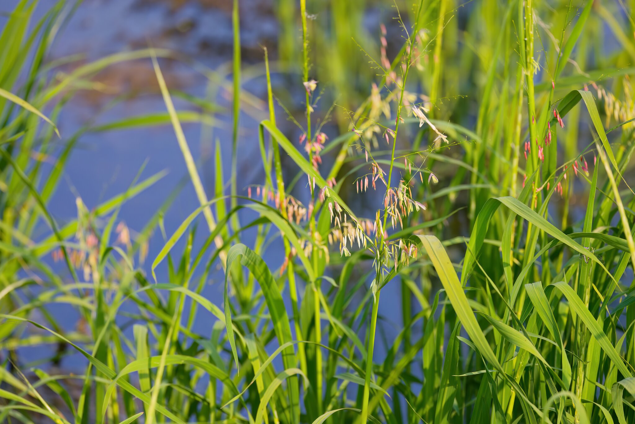 Green grass by lake with wildflowers.