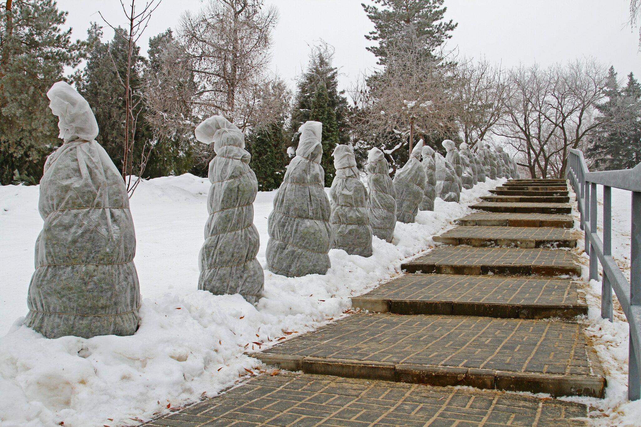Protecting evergreens for the season — our crews wrap sensitive shrubs to shield them from winter wind and sun exposure. A small step now prevents major damage come spring.