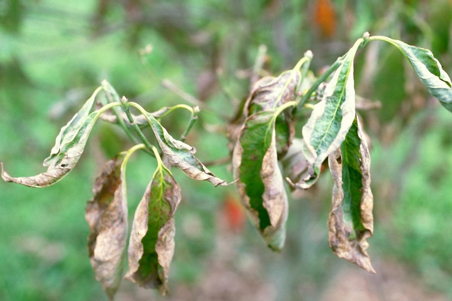Trees will tell you when they need water...look for wilting leaves