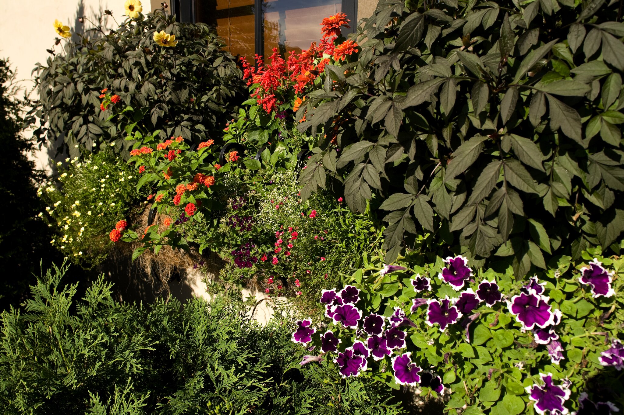 Colorful garden with various blooming flowers