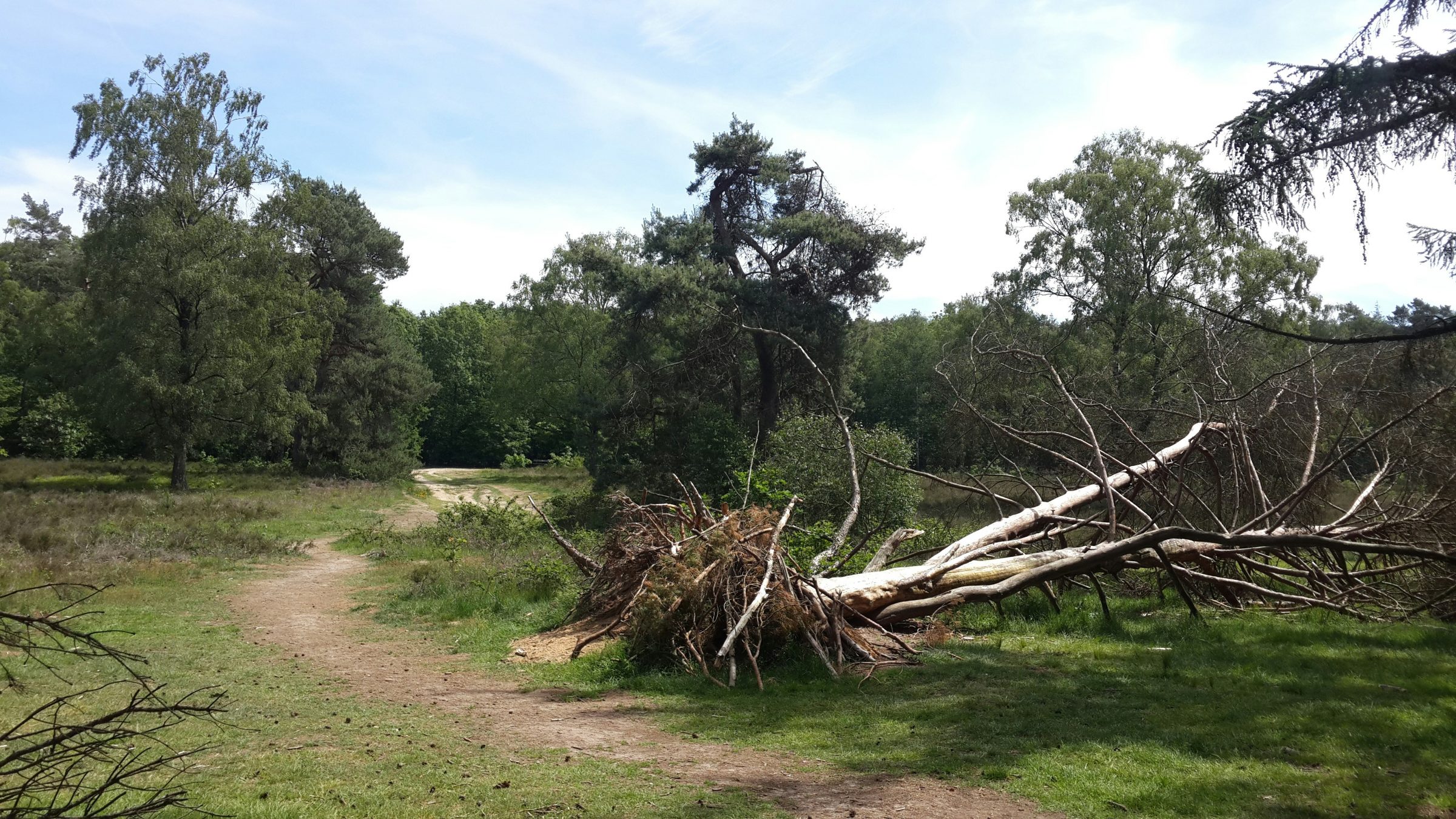 fallen tree with exposed rootball