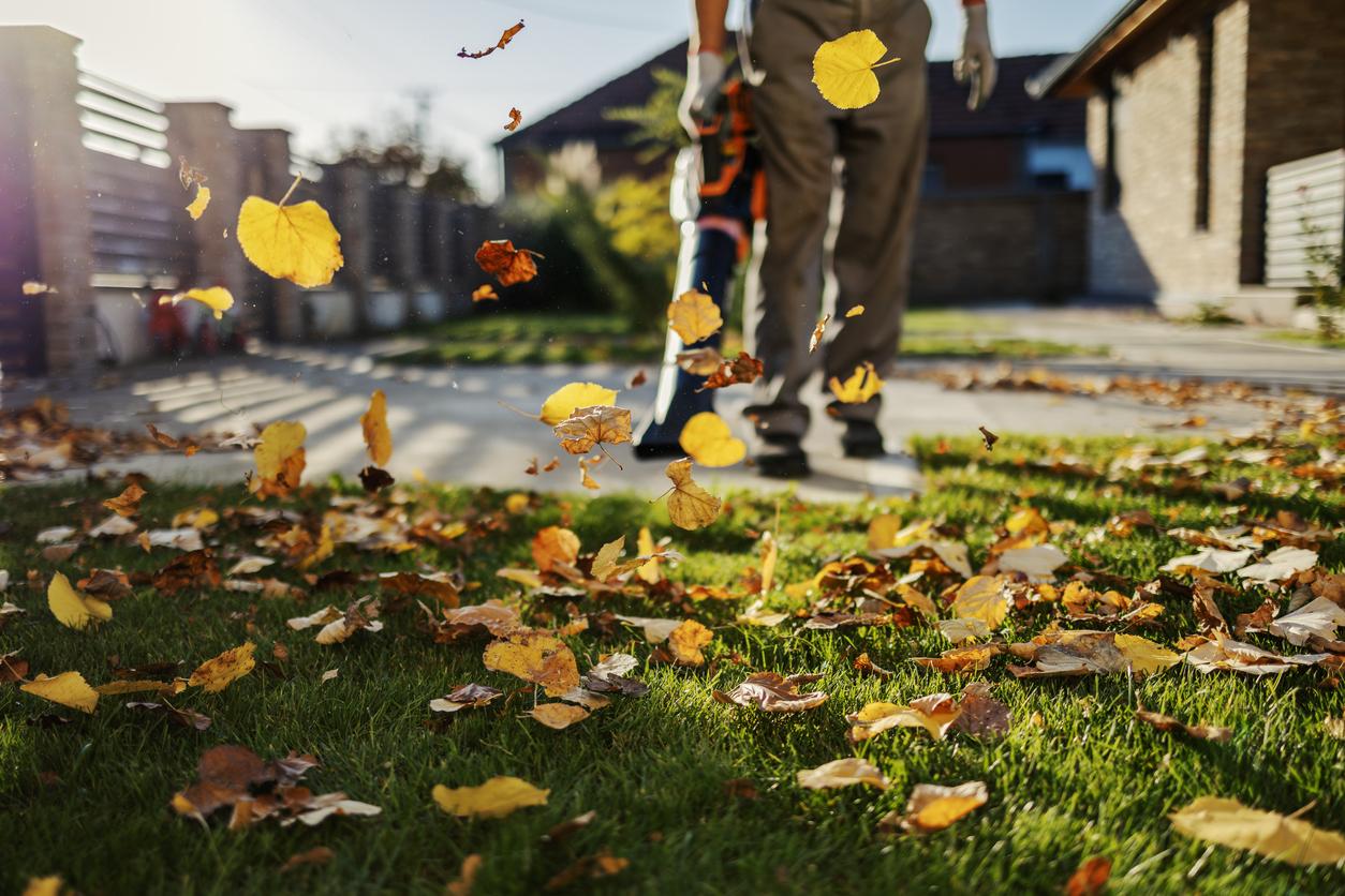 Fall leaf removal and yard cleanup on lawn using power blower equipment.
