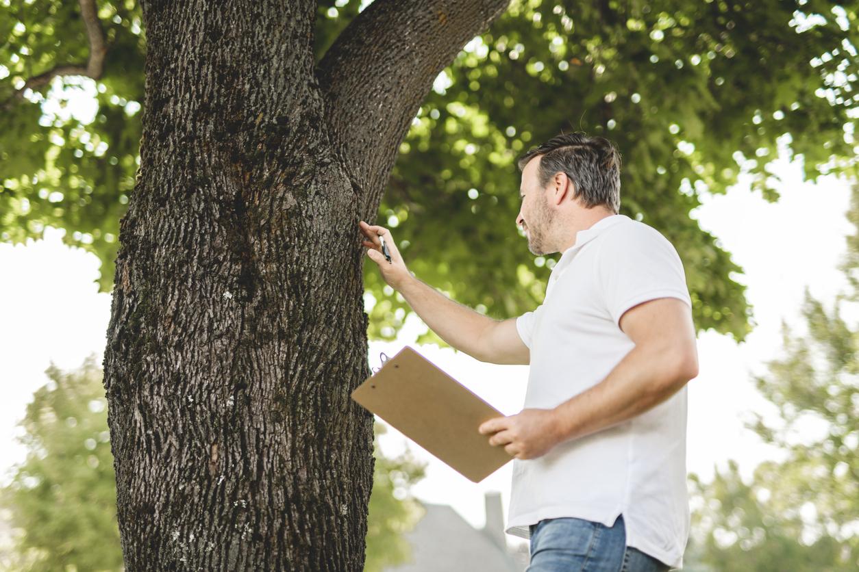 Landscape architect holding a clipboard while evaluating a mature shade tree for property renovation.